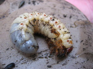Op de foto: larve van een neushoornkever, foto van Fzurell, CC BY-SA 3.0, https://commons.wikimedia.org/w/index.php?curid=876025